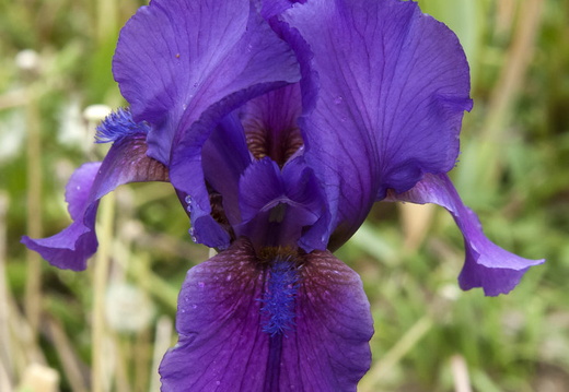 Lowell-Baumunk-Arilbred-Seedling-C13B-RB-minus